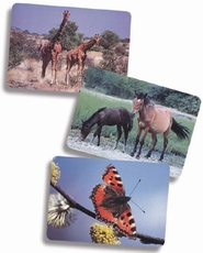 ColorCards Fotobibliotheek Dieren