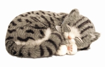 Perfecte kat Luc