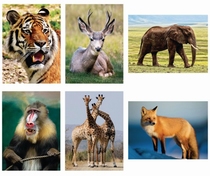 Schilderen met water! Wilde dieren 